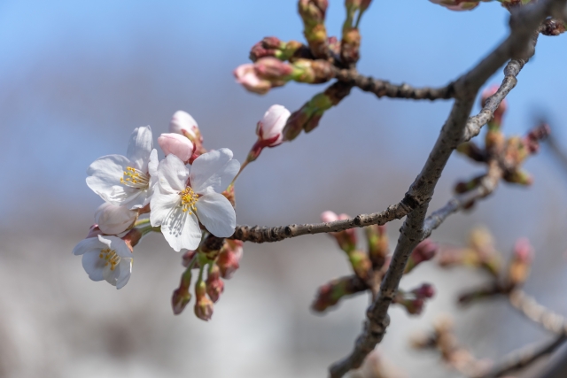 自己肯定感を持って1年を振り返る：コラージュのすすめ