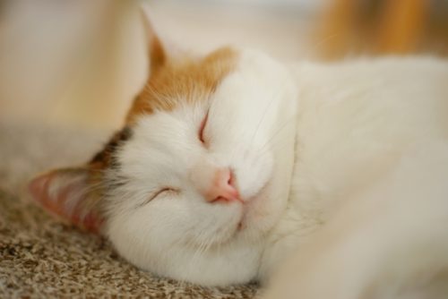 ぼーっとすごしてみよう！～自分へのご褒美タイム～