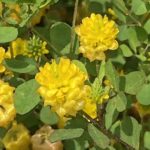 小さなしあわせ：野の花をながめる時間