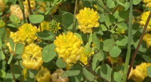 小さなしあわせ：野の花をながめる時間