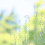 明日が来ると、普通にそう思えるしあわせ