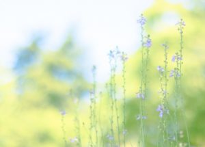 明日が来ると、普通にそう思えるしあわせ