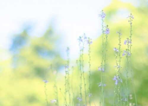 明日が来ると、普通にそう思えるしあわせ