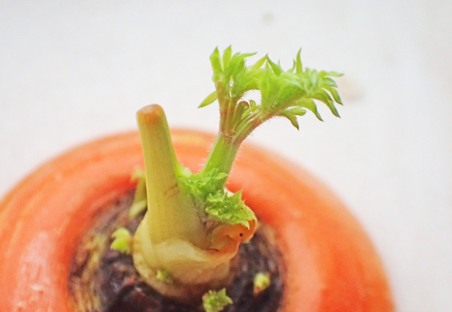 いのちは見えなくても、内にあるんだなあ