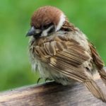 へえ～、初めて知った♪の幸せ：穴を掘るスズメ