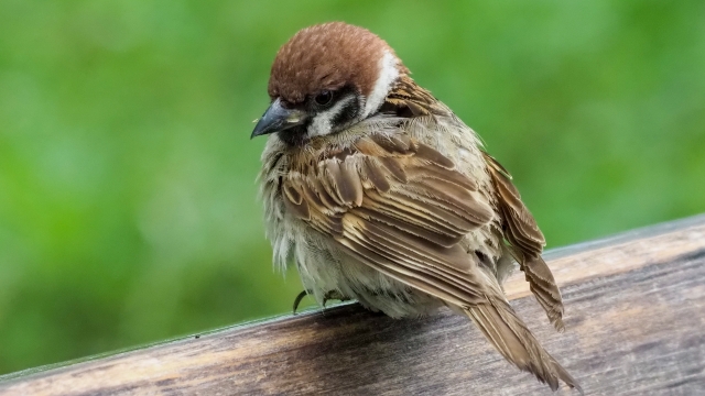 へえ～、初めて知った♪の幸せ：穴を掘るスズメ