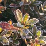 小さなしあわせ：霜の音を聴く