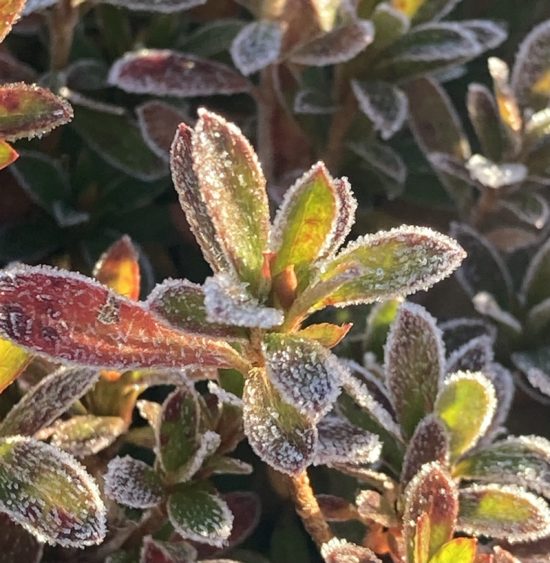小さなしあわせ：霜の音を聴く
