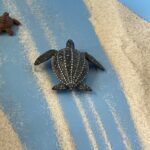 箱庭で見る自分の心：先が見えない状況を楽しむ