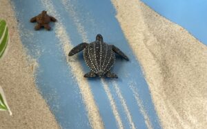 箱庭で見る自分の心：先が見えない状況を楽しむ